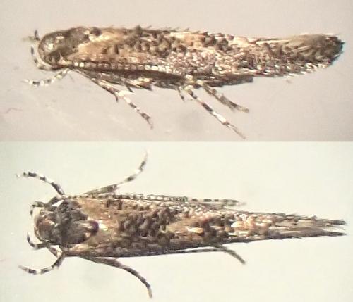 Réf. 318 849 : Coccidiphila sp.